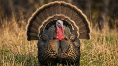 七面鳥の卵はどこにあるの？なぜ店頭で見つけるのがほとんど不可能なの？