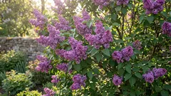 ライラックを折っても大丈夫ですか？そして、それは本当に開花をより豊かにするのでしょうか？