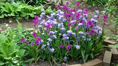 バビアナ:高級感のある見た目で、手間のかからないエキゾチックな花