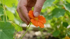 この庭の花は食べられます——そして本当に美味しいです