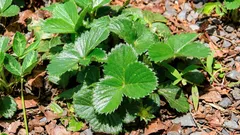 移植なしで、ほぼ100%の定着率でイチゴの苗を増やす方法