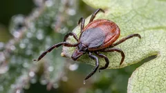 自然界にダニが必要なのか:小さな寄生虫の重要な役割に関する不快な真実