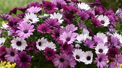 アフリカンデイジーは初霜が降りるまでバルコニーを彩ります – オステオスペルマムの育て方