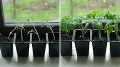 苗に何を追加すれば、植物をより強く、病気への抵抗力が高くなるか
