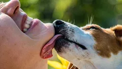 犬の唾液は本当に傷を癒すのか？傷口に実際に何が起きているのか